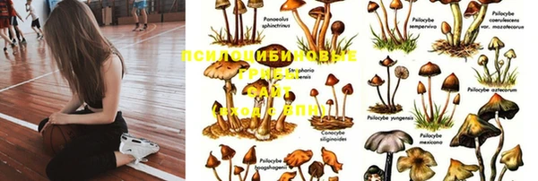 дживик Баксан